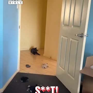 Cat takes on giant spider 😂🕷️