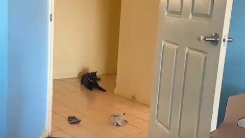 Cat takes on giant spider 😂🕷️