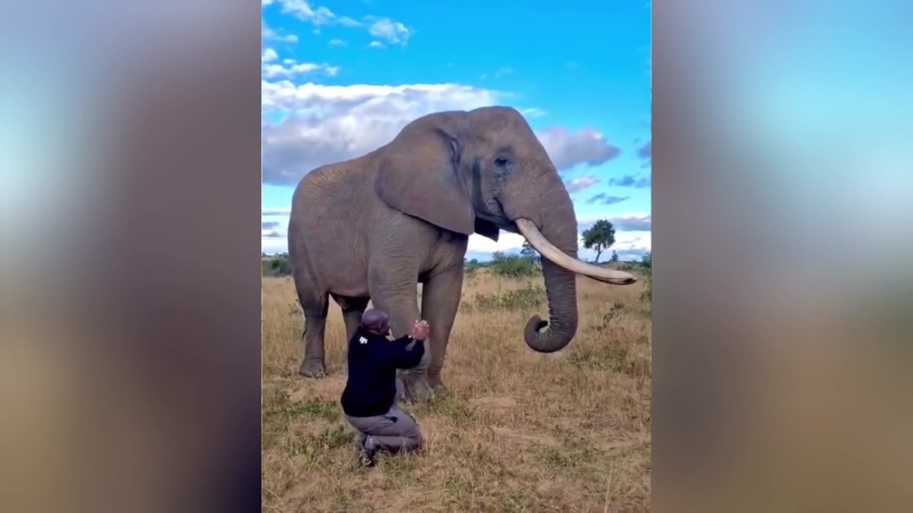 Elephant comedian👏😂