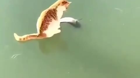 Funny cat trying to get dead fish in ice