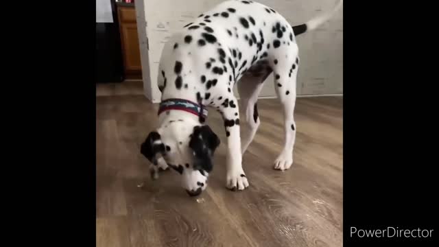 Funny Animal Videos 2022 😂 - Funniest Cats And Dogs Videos 😺😍 #6