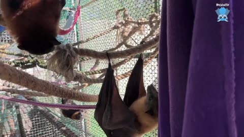 Rescuing a pregnant flying-fox Jubilee and baby Billi Maree