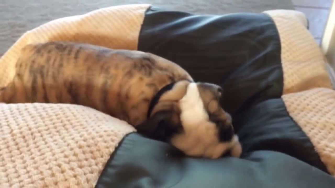 Reuben the Bulldog throws a temper tantrum