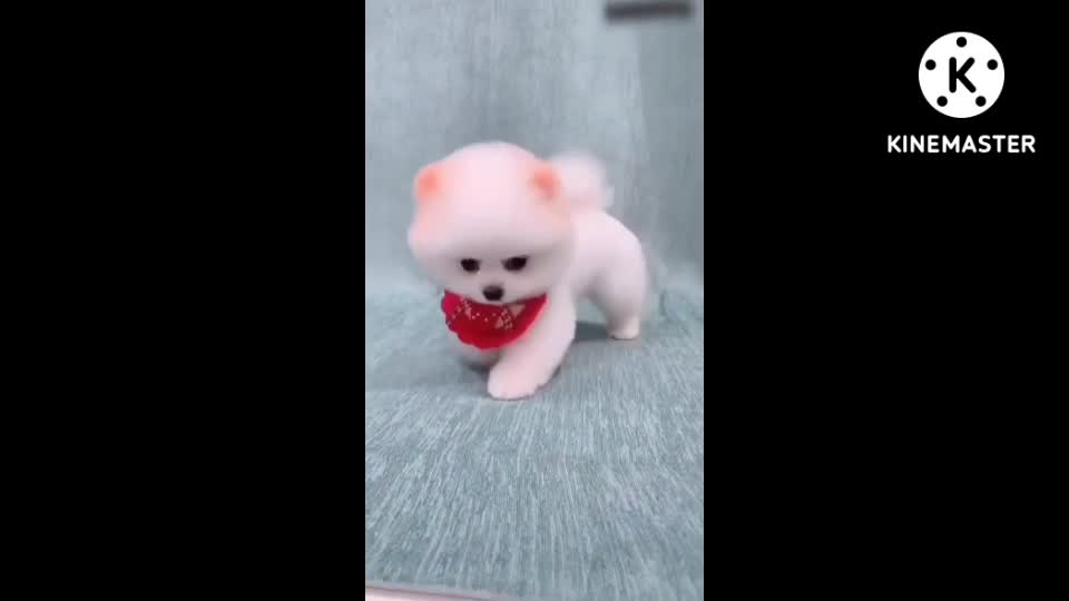 Cute dog🐶🐕🐶.. Puppy dog🐶