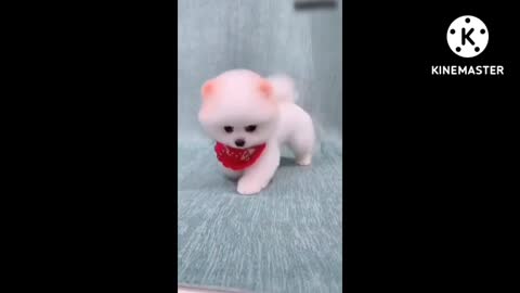 Cute dog🐶🐕🐶.. Puppy dog🐶