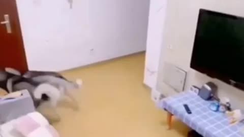 Dogs clean the house and watching tv