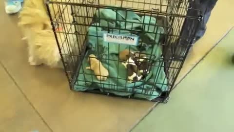 Rescuing Asha Attie and Her Pups