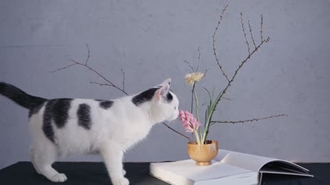 cat playing with a flower tub