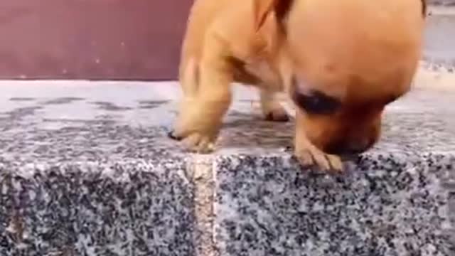 Cute baby dog funny video