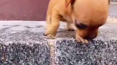 Cute baby dog funny video