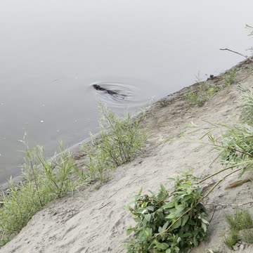 The beaver disappeared in water