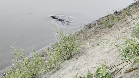 The beaver disappeared in water