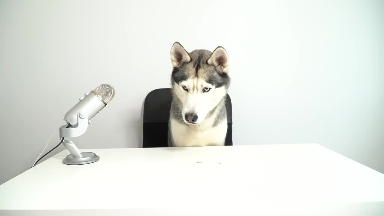 ASMR Husky Reviewing Raw Beef Meat Parts!