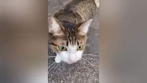 20 minutes of adorable cats and kittens videos to keep you smiling