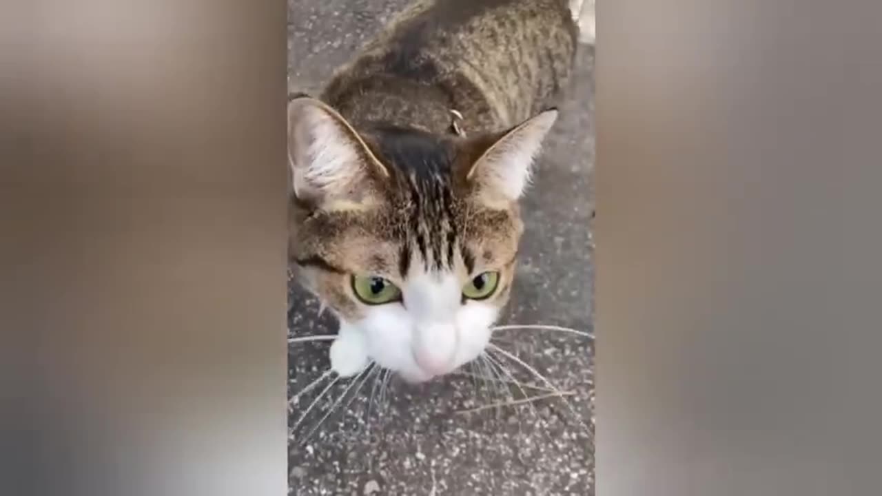 20 minutes of adorable cats and kittens videos to keep you smiling