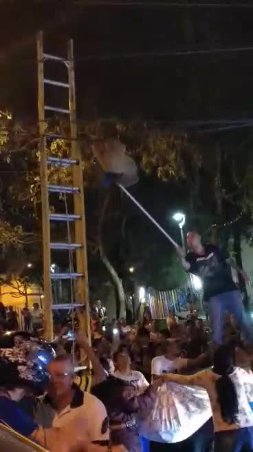 Video: Oso perezoso fue rescatado en Floridablanca