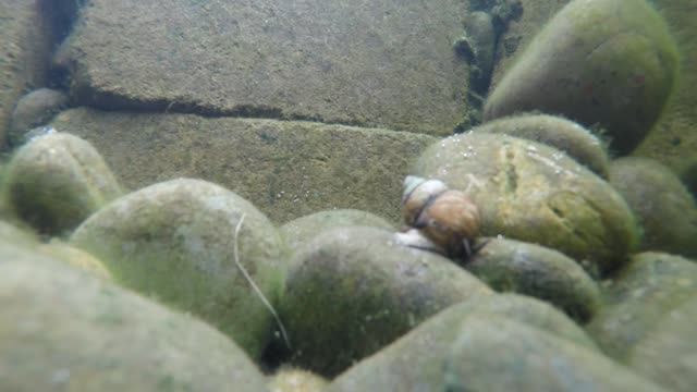 Japanese Trapdoor snail giving birth