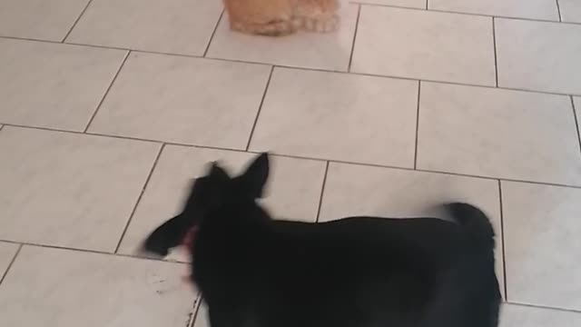 Dog plays with cat