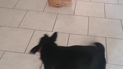 Dog plays with cat