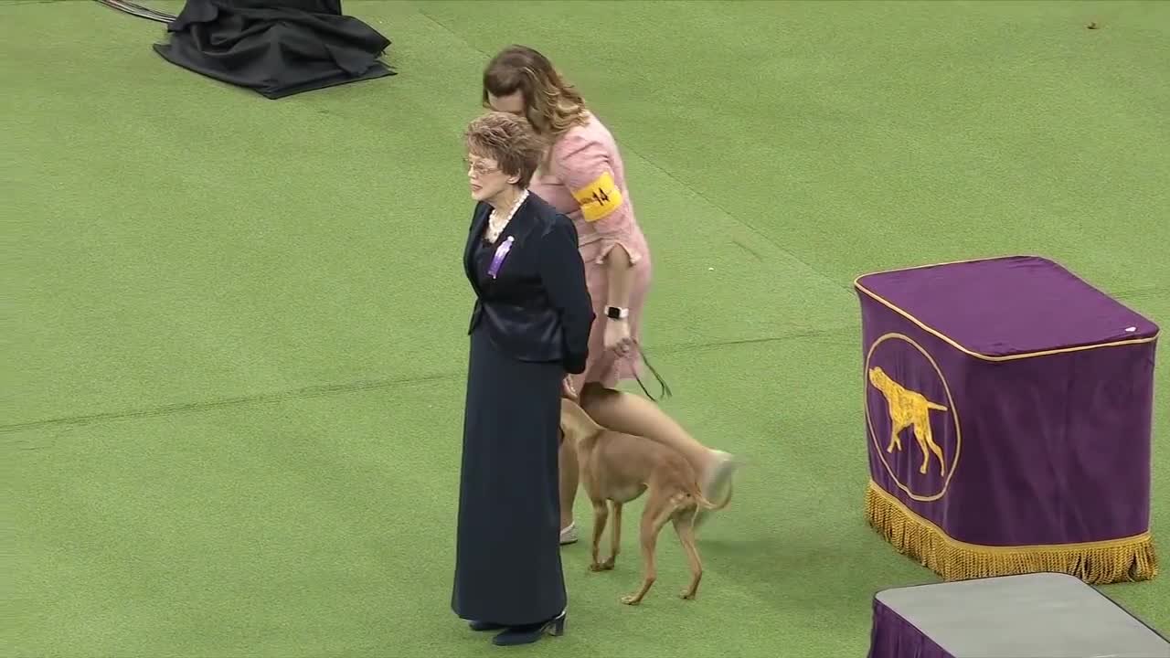 Group judging for the Hound Group at the 2019 Westminster Kennel Club Dog Show _ FOX SPORTS