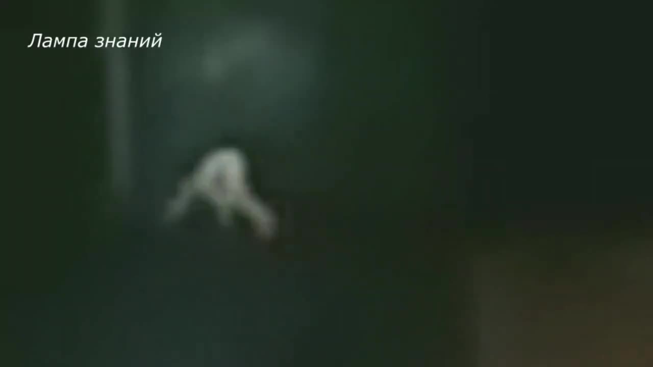 Russian Cryptid or Alien? 2 2024