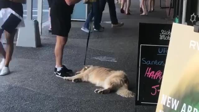 Doggo Needs Motivation to Continue Walk