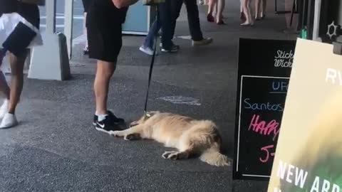 Doggo Needs Motivation to Continue Walk