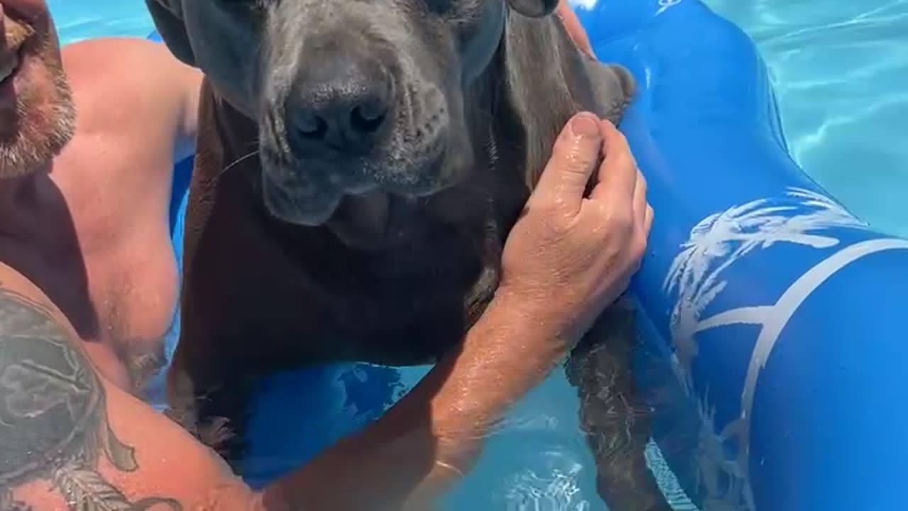 Cane corso’s first time in the poil