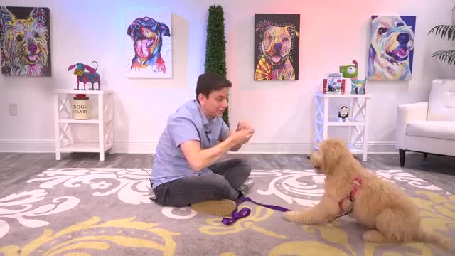 How To Train Your Puppy 6 Tricks in one Day