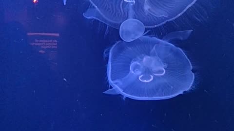 Group of Jellyfish Swimming Underwater