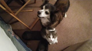 Funny dog and cat begging for a snack 🥨😋