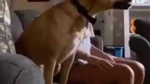 Funny Dog Reaction While Watching Football