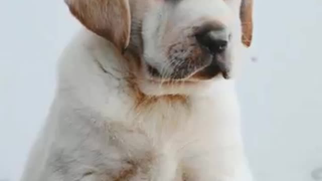 Labrador HD whatsapp status full screen❤️/puppy/Tamil/Malayalam/pet lovers 💞