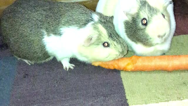 Guinea pigs