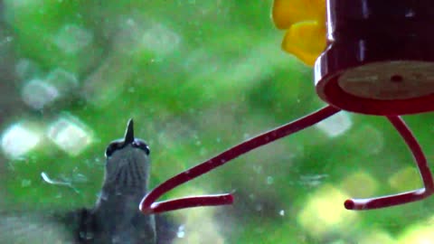 Hummingbird