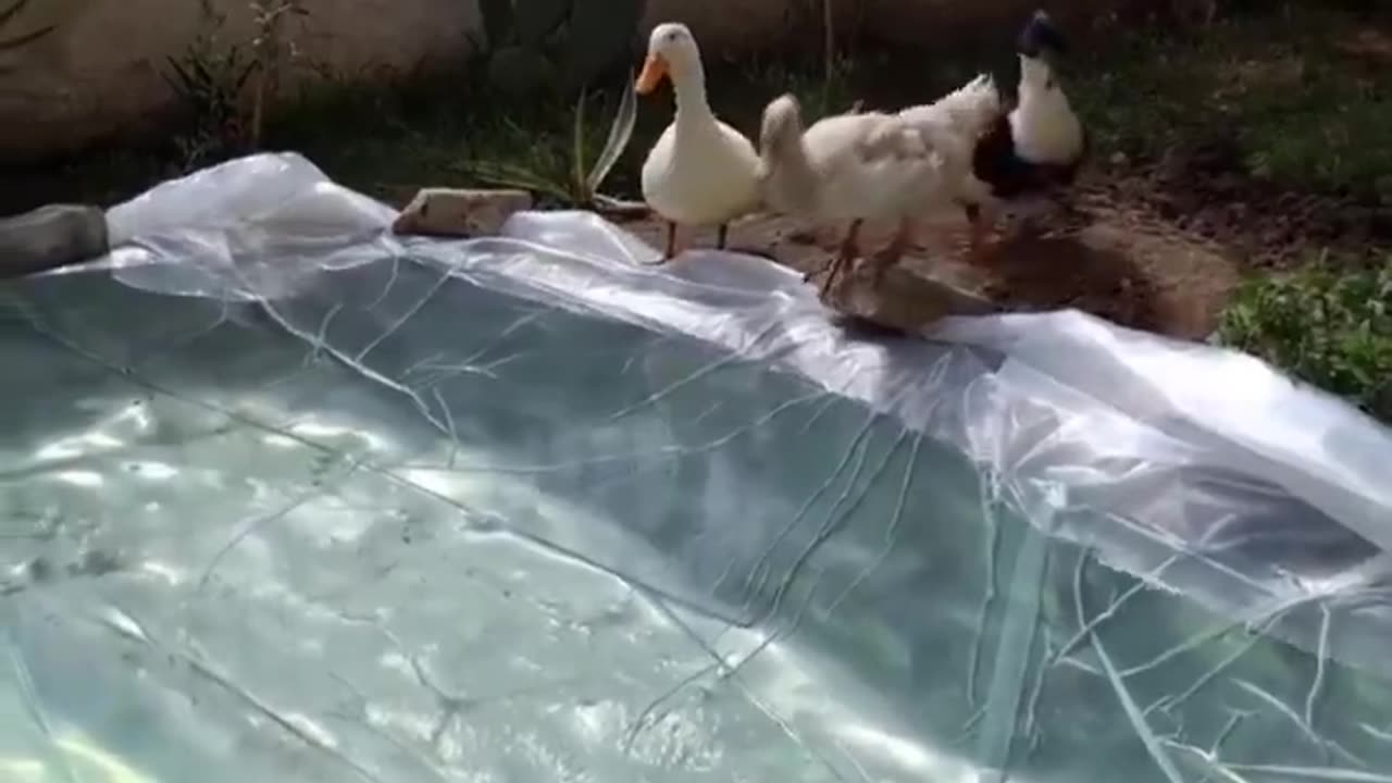 makes a pool with limited tools for his pet ducks overwhelmed by the heat, & ducks' happiness