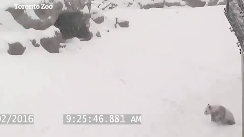 Panda bear rolls down snowy hill at Toronto zoo