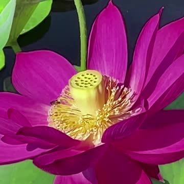 Wonderful Lotus / Music
