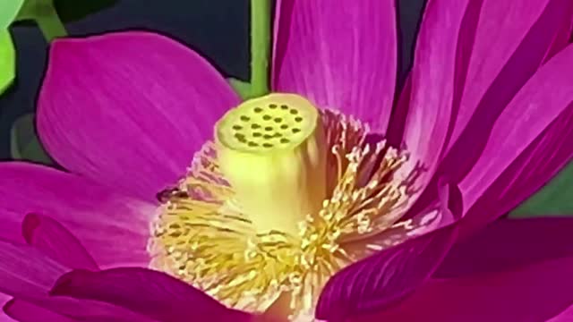 Wonderful Lotus / Music