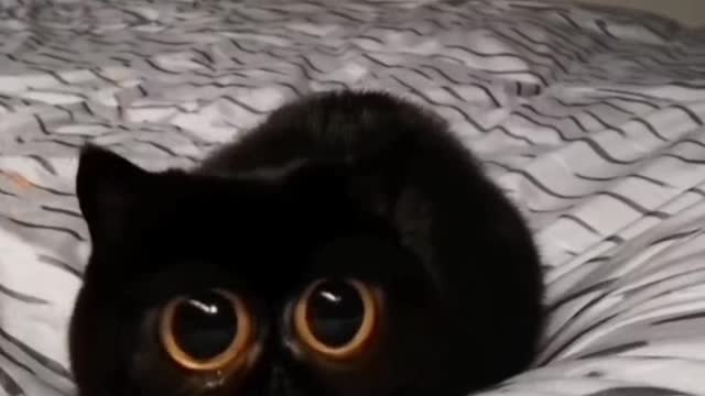 A black cat with eyes like copper bells#cat#cutepet