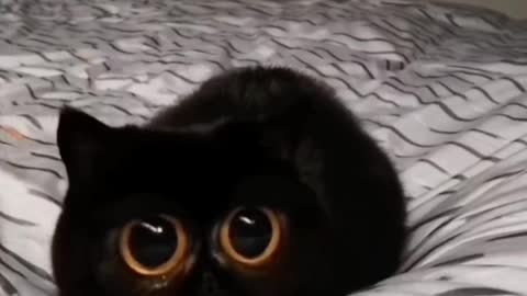 A black cat with eyes like copper bells#cat#cutepet
