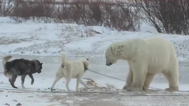 Bear and Dog Play Together