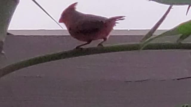 Cardinal In a Palm Tree