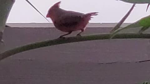 Cardinal In a Palm Tree