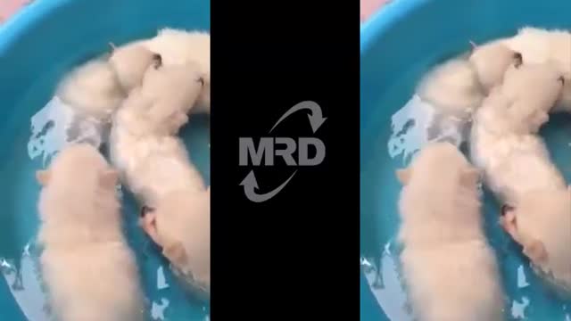 Cute Puppy Shower: Rescued Pup Enjoys Bath Time - Puppies Learn To Swim