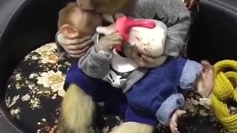 funny Monkey breastfed her baby