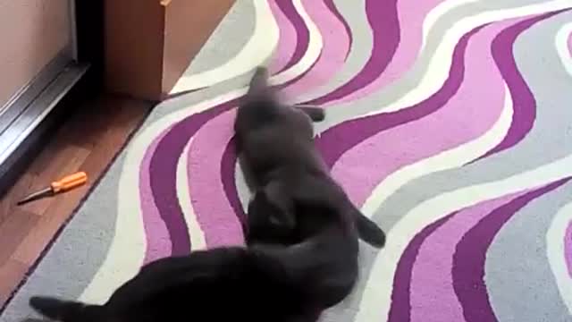 cat flirts with cat