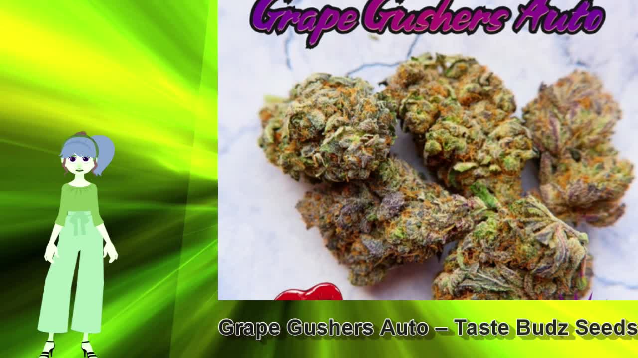 Grape Gushers Auto – Taste Budz Seeds