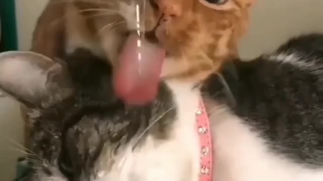 Cute Cat New Way Of Drinking Water 💦😻🐈😸..!!