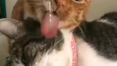 Cute Cat New Way Of Drinking Water 💦😻🐈😸..!!